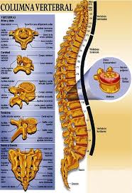 osteopatia vilanova i la geltru